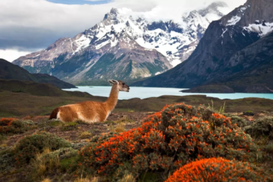 Puerto Natales img 2