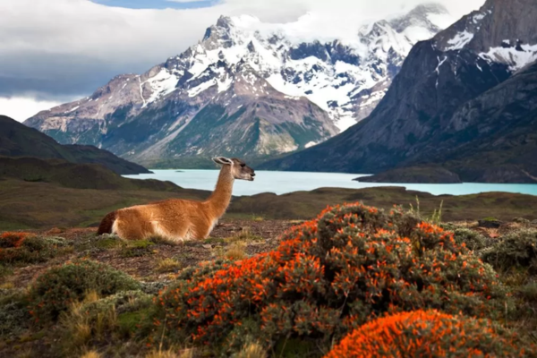 Puerto Natales img 2